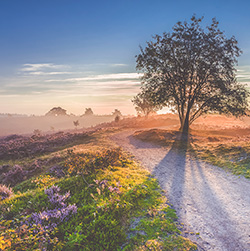 Beautiful sunrise in a Dutch landscape with flowering heather and sunrays coming from behind a tree. A dirthroad is also  going somewhere