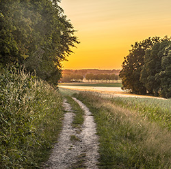 Walking track in Bergherbos nature reserve, Montferland, Gelderland, The Netherlands